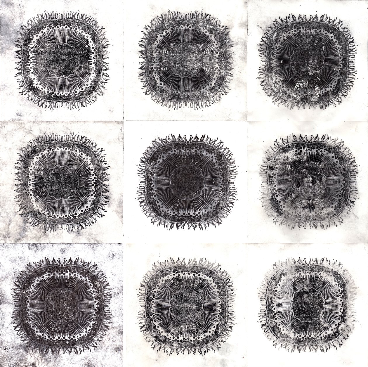 Plant Cells, 2019 (suché leptání) od Charlotte Orr