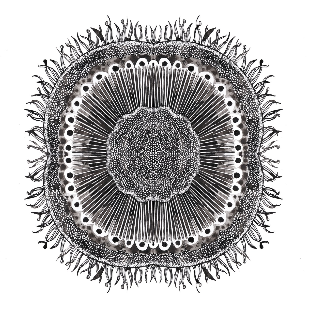 Plant Cells, 2019 (pero a inkoust) od Charlotte Orr