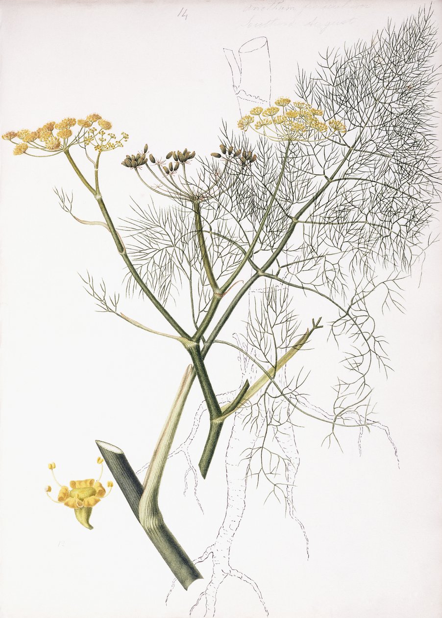 Botanická studie, 1822-1845 od Charlotte Strickland