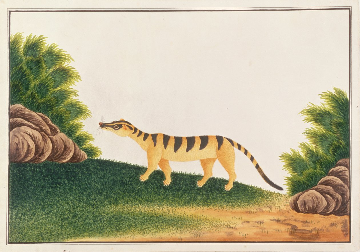 Pruhovaná palmová cibetka, z kreseb zvířat, hmyzu a plazů z Malacca, kolem 1805-18 (wc a kvaš na papíře) od Chinese School