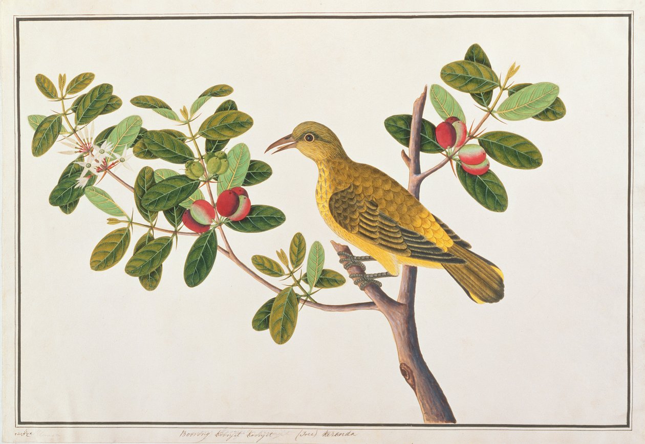 Žluva černohlavá, z kresby ptáků z Malacca, kolem 1805-18 (wc na papíře) od Chinese School