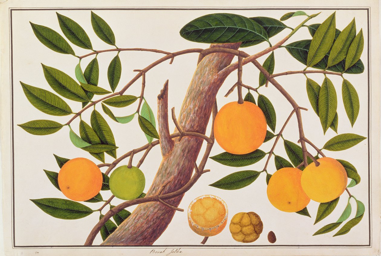 Booah Jebba, z Drawings of Plants from Malacca, c.1805-18 (wc na papíře) od Chinese School