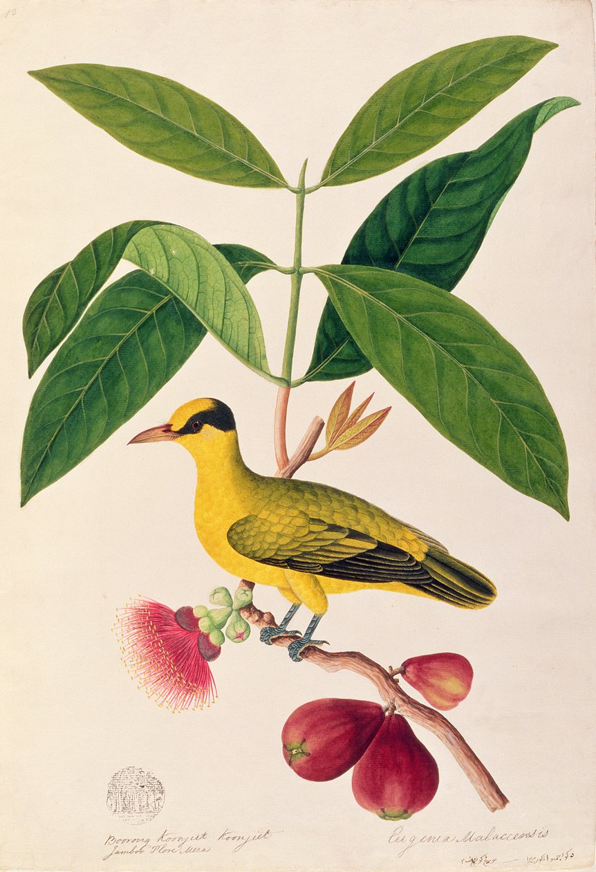 Boorong koonjiet koonjiet, Jambo Flore mera, z Drawings of Birds from Malacca, c.1805-18 (wc na papíře) od Chinese School