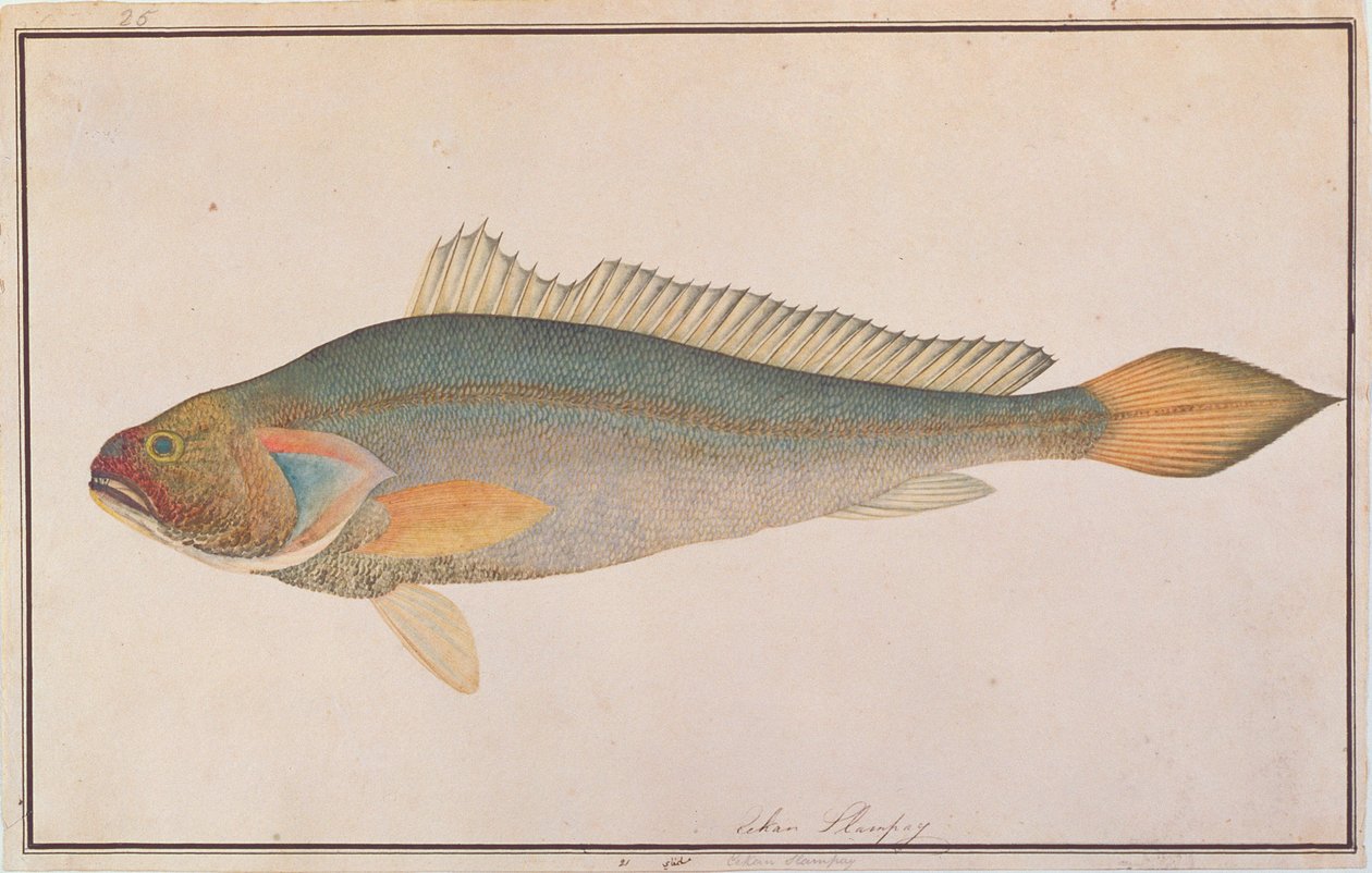 Bronze Croaker, z Drawings of Fishes from Malacca, c.1805-18 (wc na papíře) od Chinese School