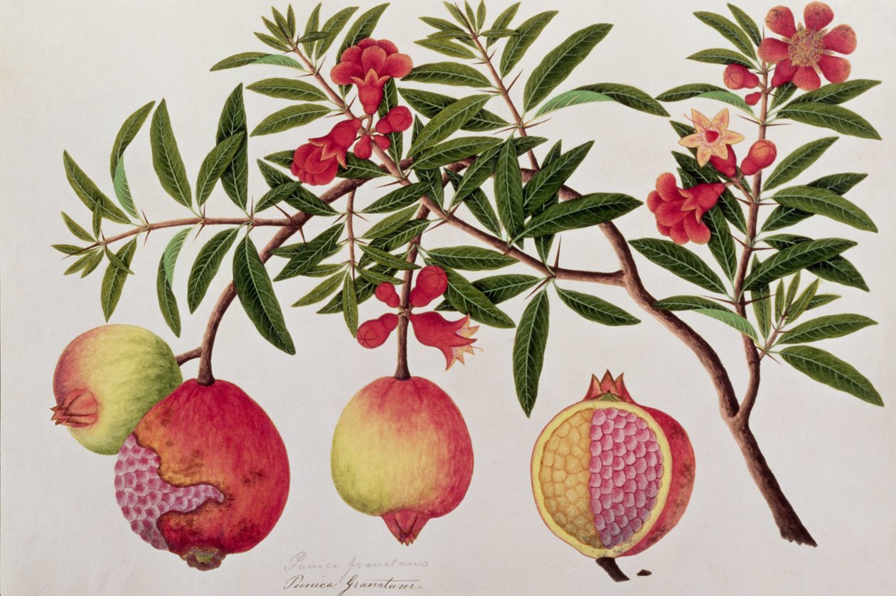 Bua Klitchie nebo Caesalpinia bonduccella, z výkresů rostlin z Malacca, kolem 1805-18 (wc na papíře) od Chinese School