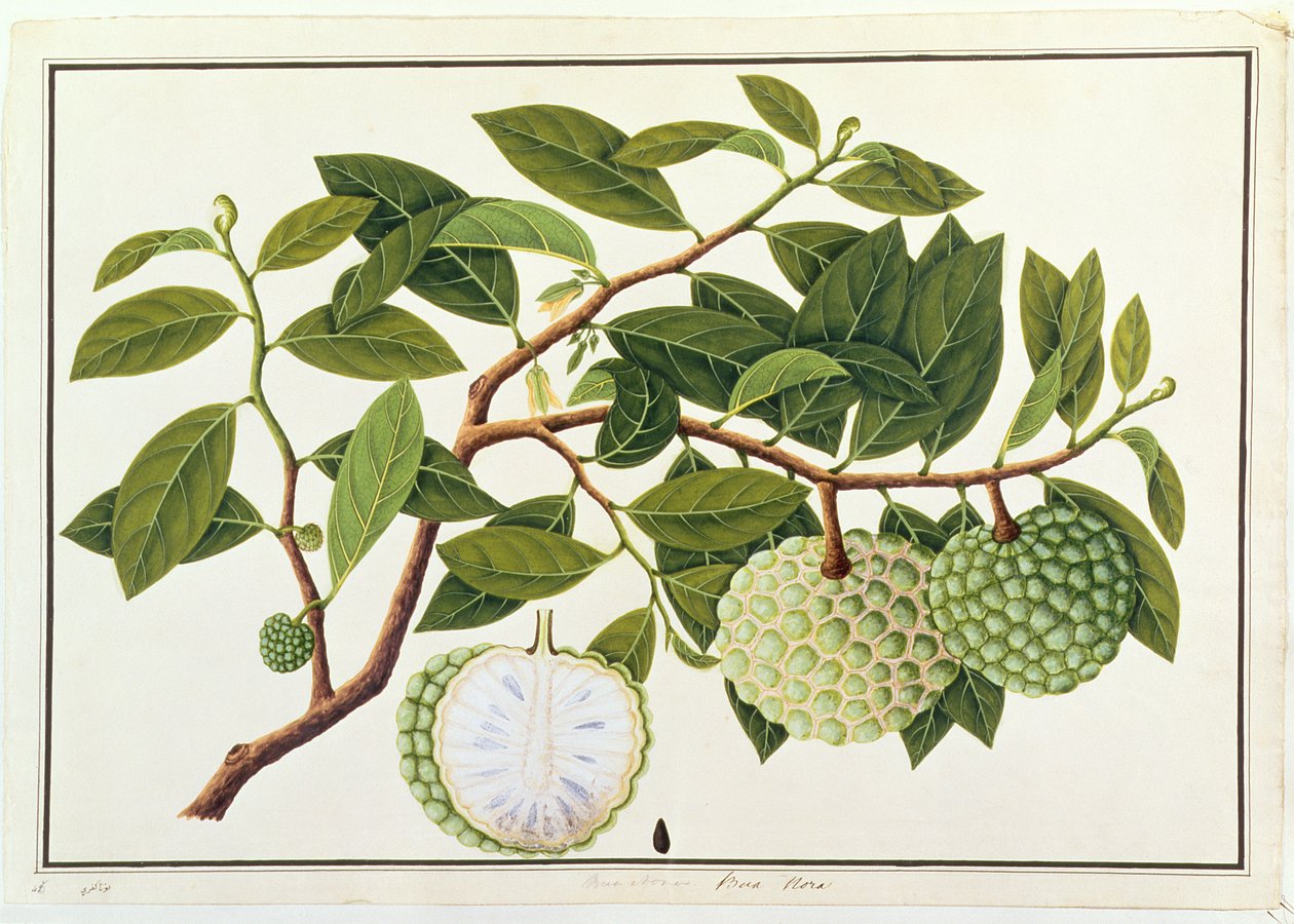 Bua Nora, z výkresů rostlin z Malacca, kolem 1805-18 (wc na papíře) od Chinese School
