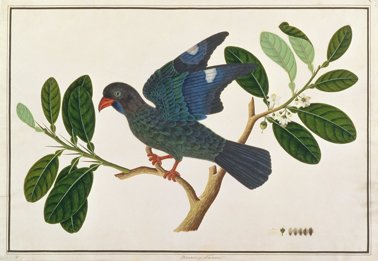 Dollarbird, z Drawings of Birds from Malacca, c.1805-18 (wc na papíře) od Chinese School