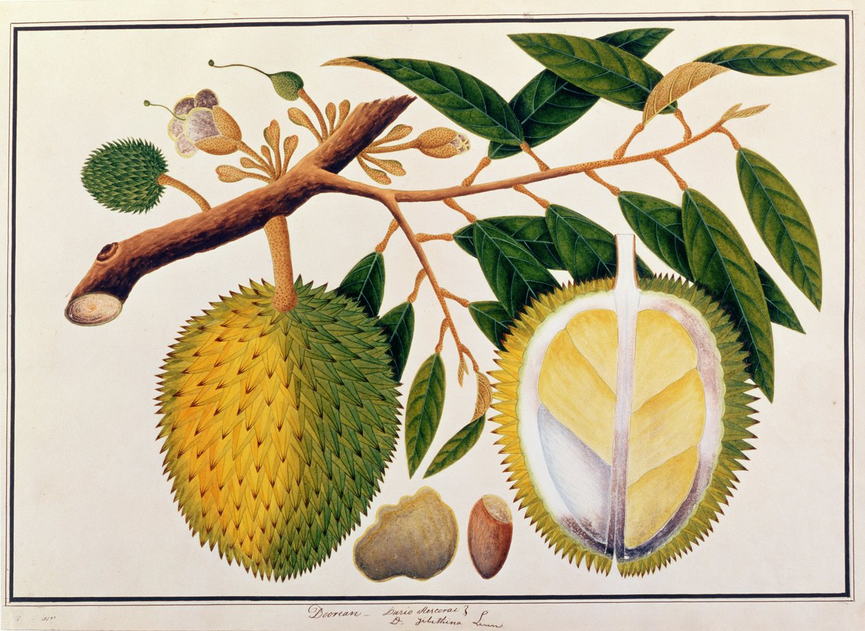 Doorean nebo Durio Hercorae, z výkresů rostlin z Malacca, c.1805-18 (wc na papíře) od Chinese School
