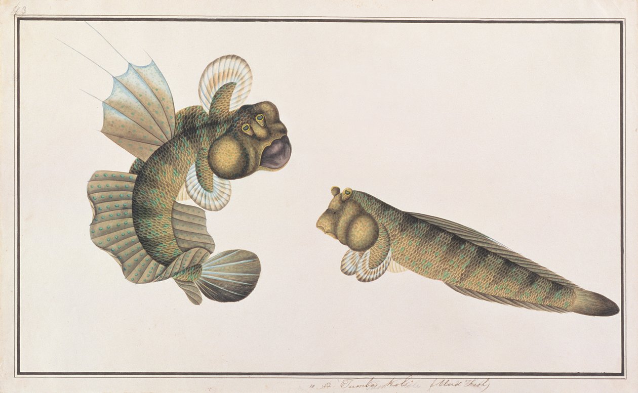 Dragon Mudskipper, z Drawings of Fishes from Malacca, c.1805-18 (wc na papíře) od Chinese School