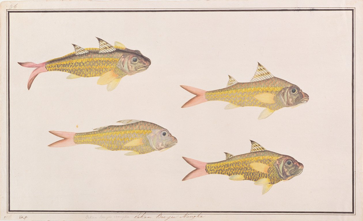 Goatfish, from Drawings of Fishes from Malacca, c.1805-18 (wc na papíře) od Chinese School