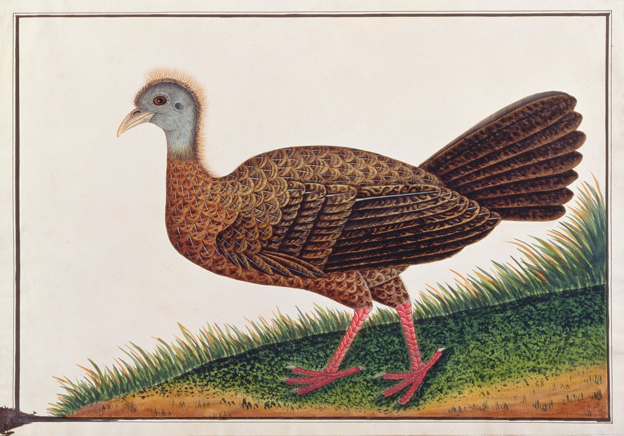 Velký Argus, z kresby ptáků z Malacca, kolem 1805-18 (wc na papíře) od Chinese School