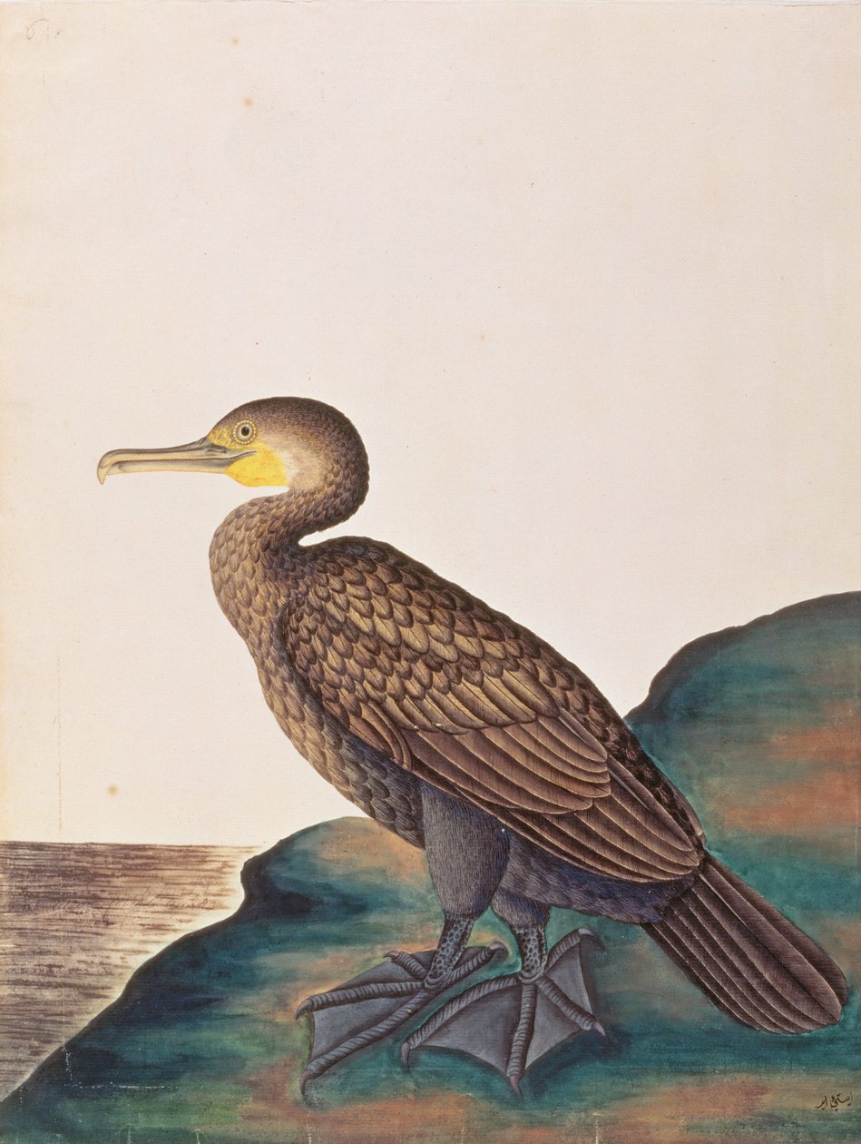 Kormorán velký, z kresby ptáků z Malacca, kolem 1805-18 (wc na papíře) od Chinese School