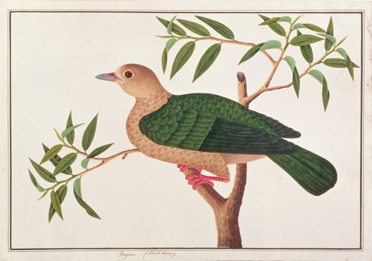 Zelený císařský holub, z výkresů ptáků z Malacca, kolem 1805-18 (wc na papíře) od Chinese School