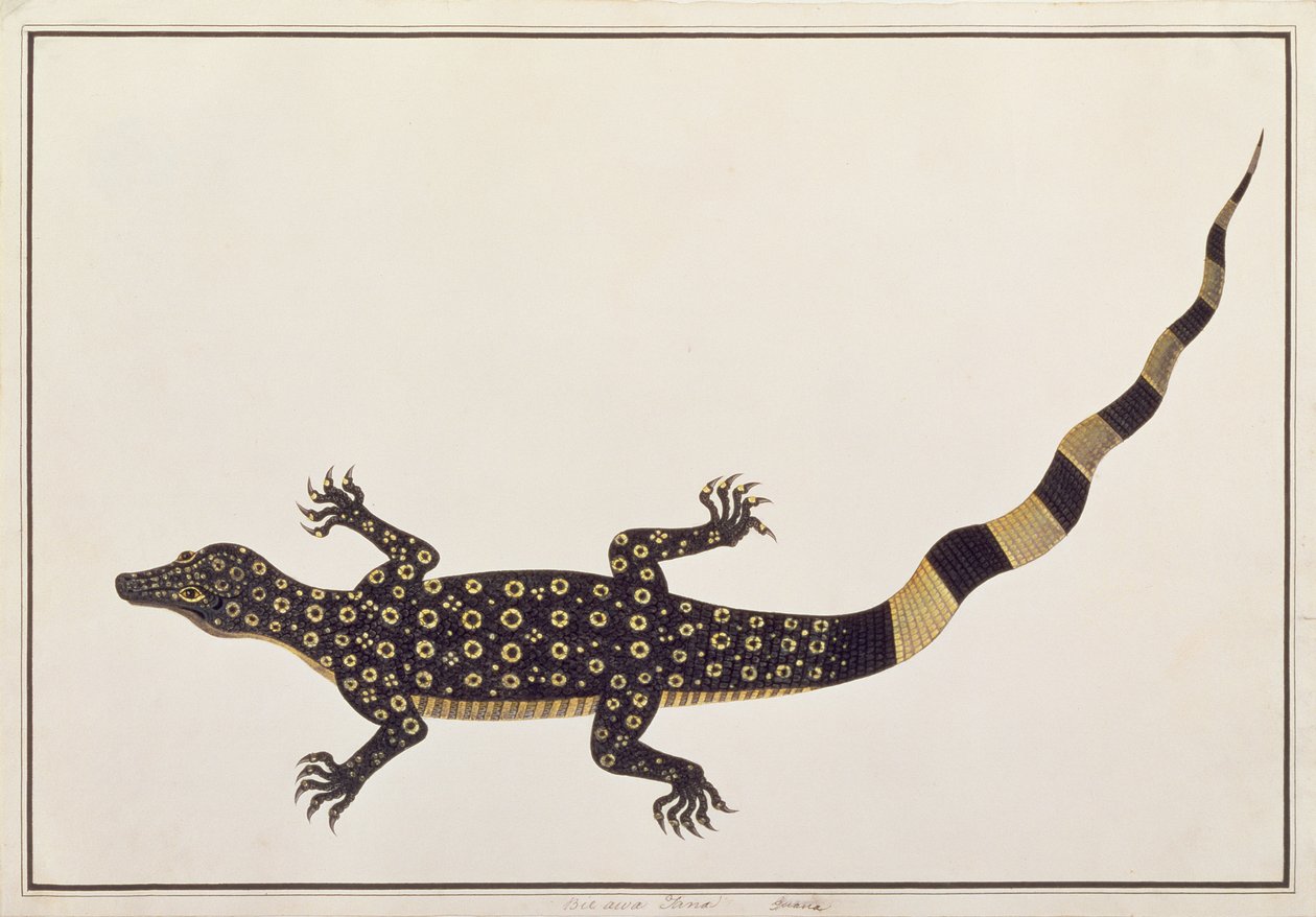 Guana, Bie awa Tana, z kreseb zvířat, hmyzu a plazů z Malacca, kolem 1805-18 (wc a kvaš na papíře) od Chinese School