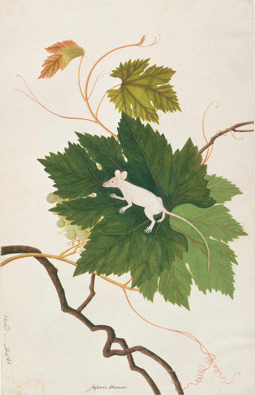 Domácí myš, z kreseb zvířat, hmyzu a plazů z Malacca, kolem 1805-18 (wc a kvaš na papíře) od Chinese School