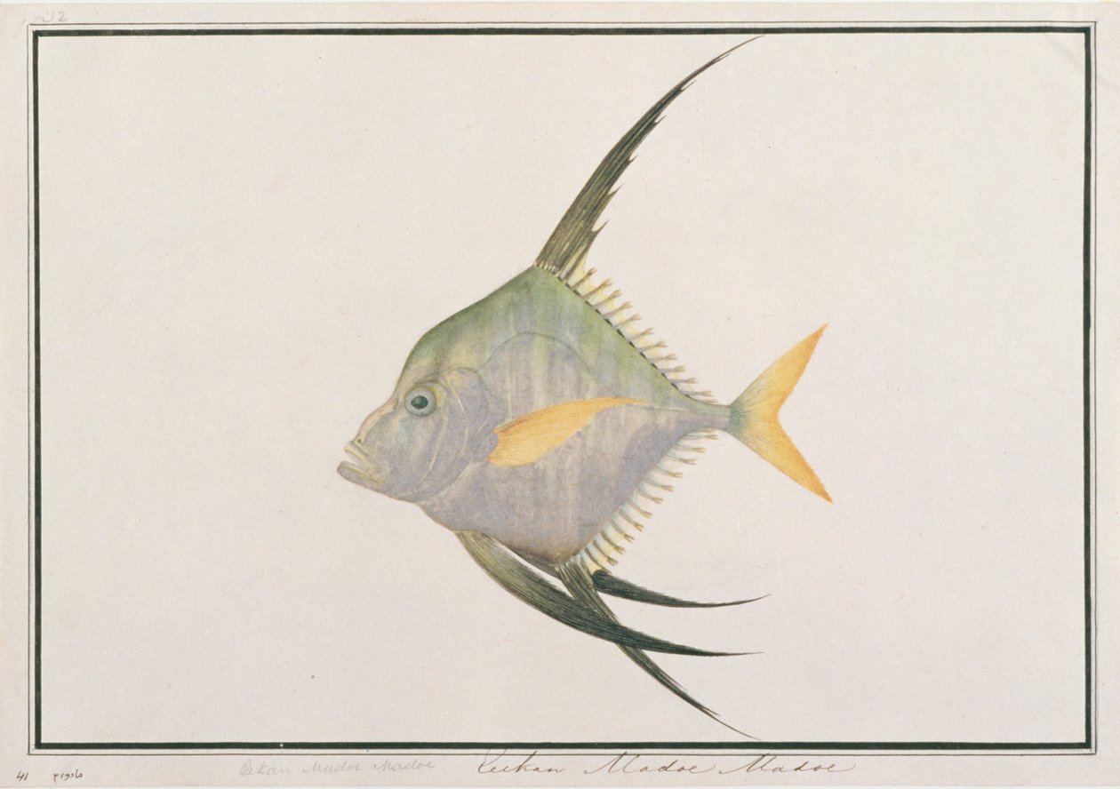 Indian Threadfish, from Drawings of Fishes from Malacca, c.1805-18 (wc na papíře) od Chinese School