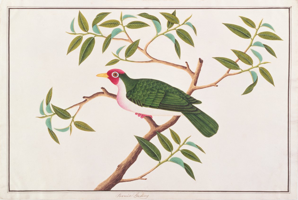 Jambu Fruit-holubice, z kresby ptáků z Malacca, kolem 1805-18 (wc na papíře) od Chinese School