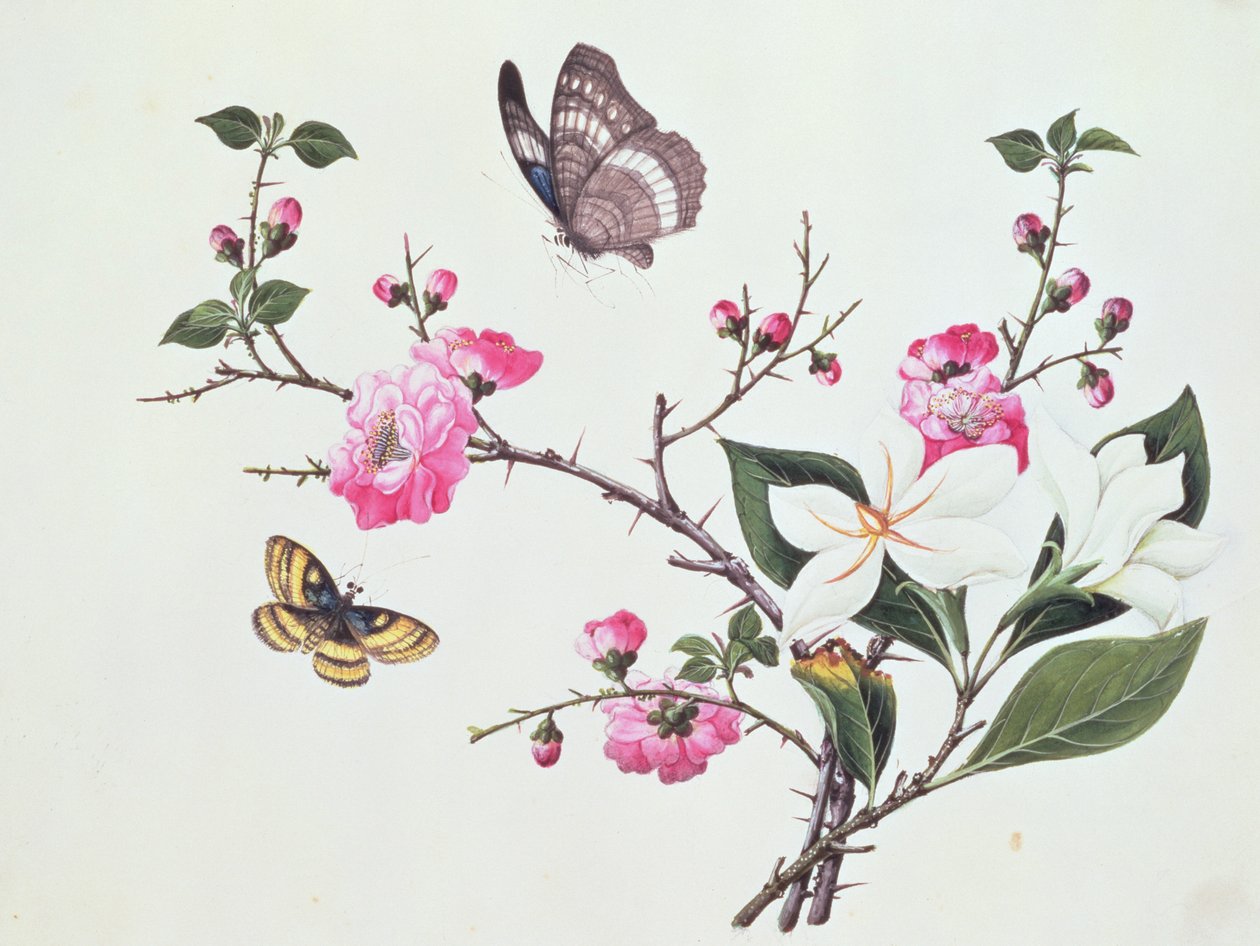 Japonica, Magnolie a Motýli od Chinese School