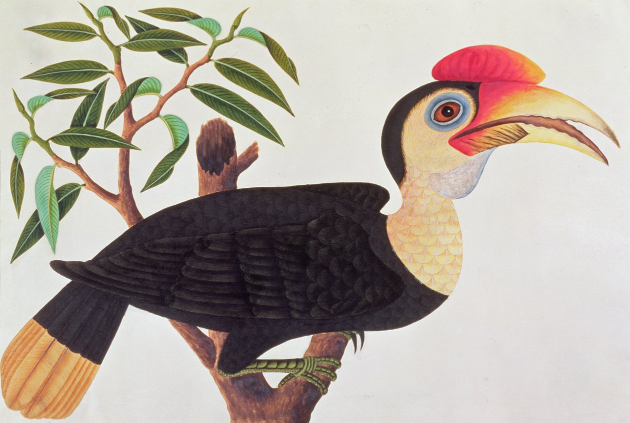 Ke-ke, z Kresby ptáků z Malacca, kolem 1805-18 (wc na papíře) od Chinese School