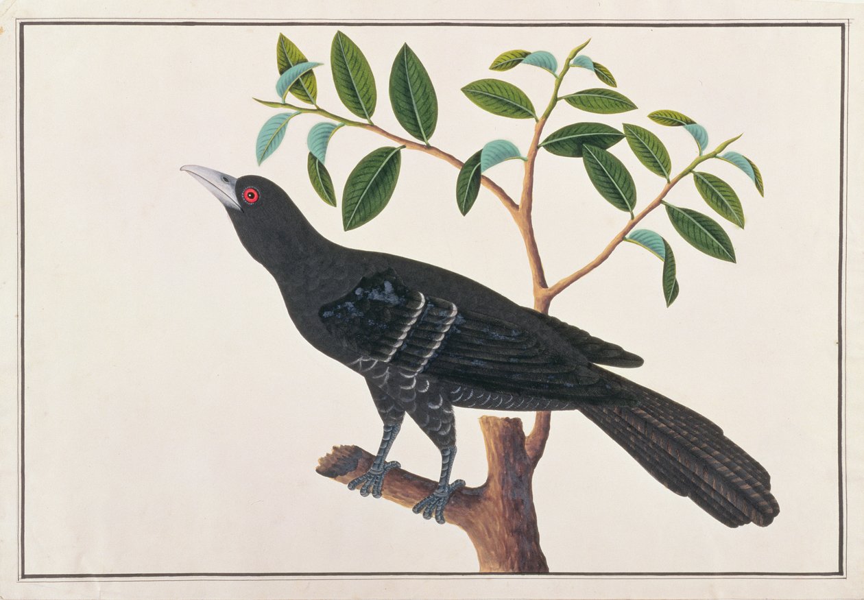 Koel, z Drawings of Birds from Malacca, c.1805-18 (wc na papíře) od Chinese School