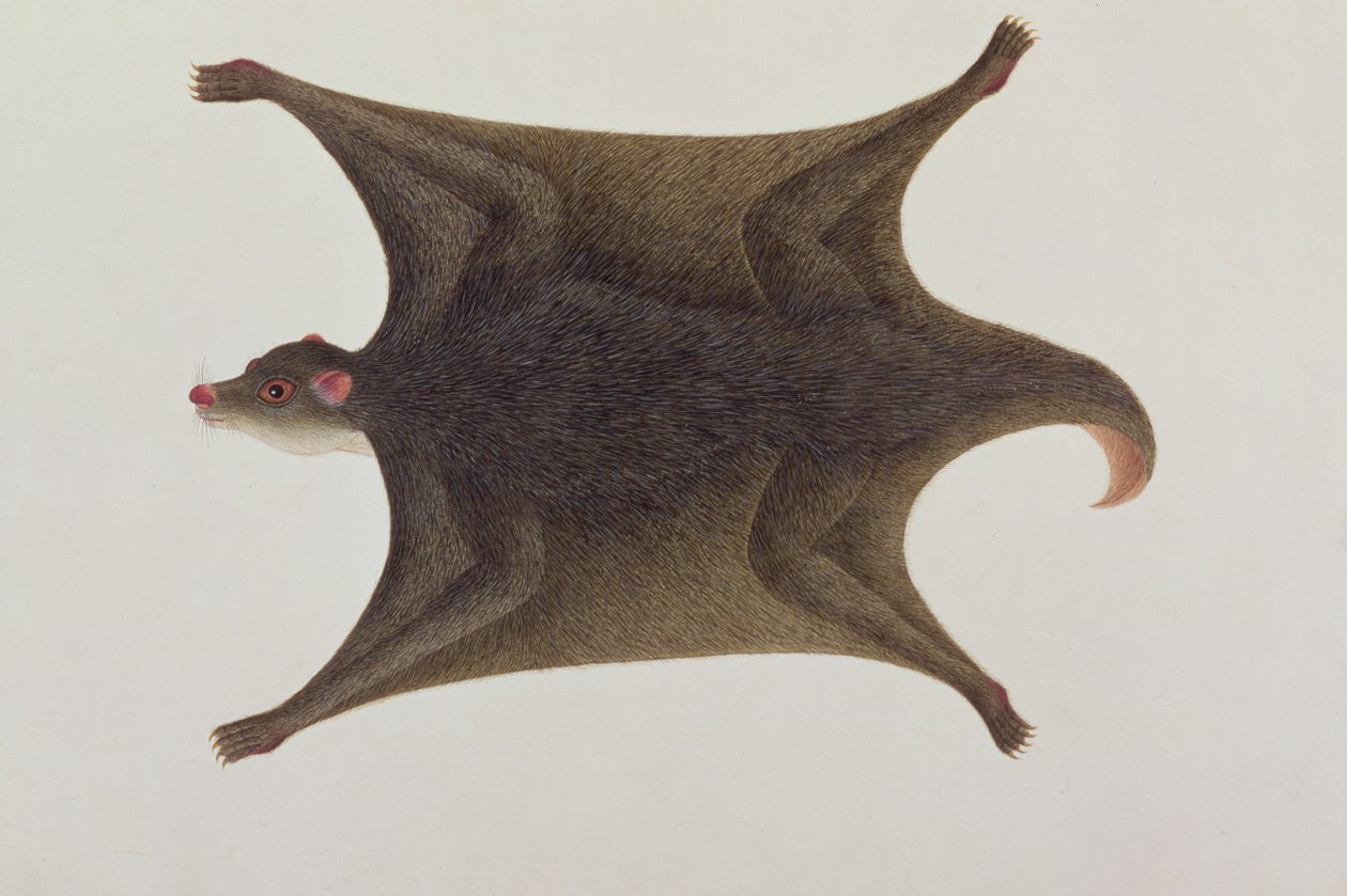 Koolong (malajský) lemur, Macanee, z kreseb zvířat, hmyzu a plazů z Malacca, kolem 1805-18 (wc a kvaš na papíře) od Chinese School