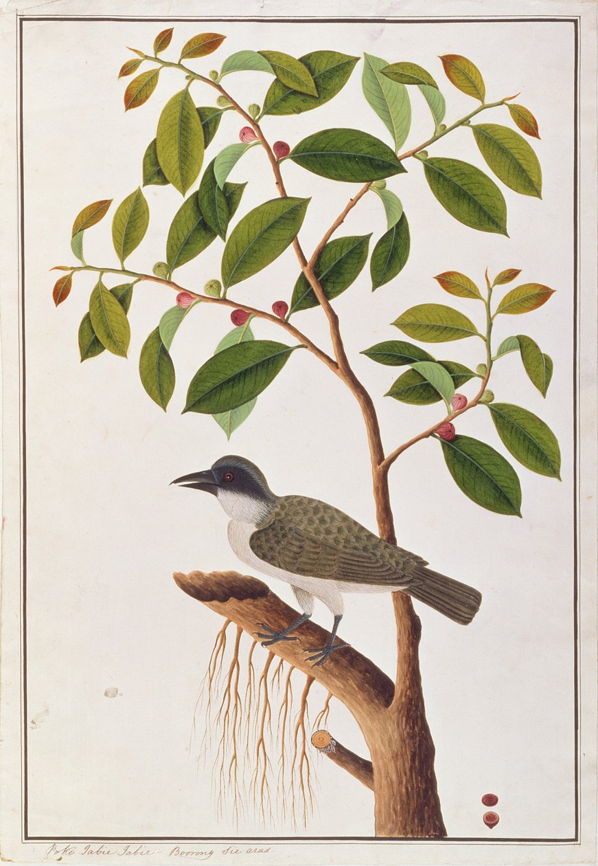 Large Woodshrike, from Drawings of Birds from Malacca, c.1805-18 (wc on paper) od Chinese School