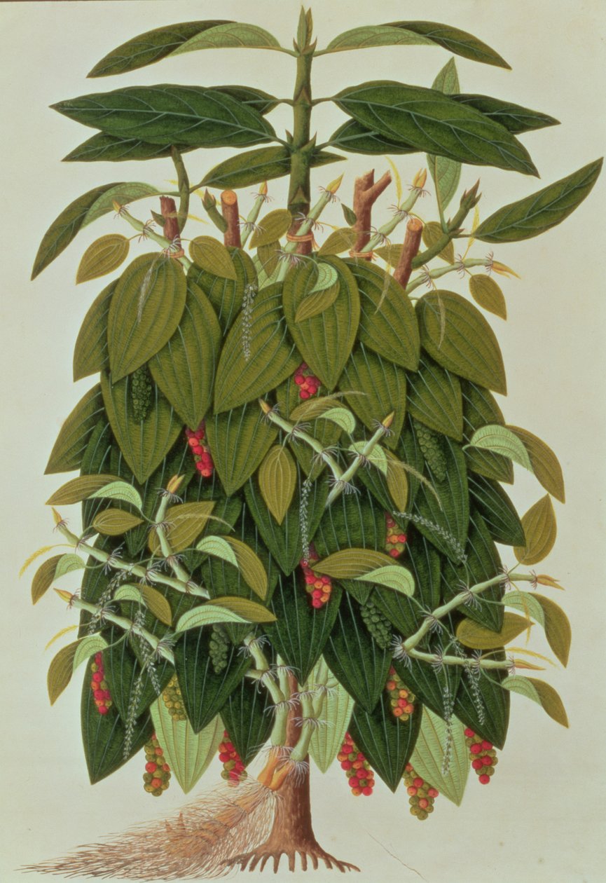 Lávový etam neboli černý pepř, z kreseb rostlin z Malacca, kolem 1805-18 (wc na papíře) od Chinese School