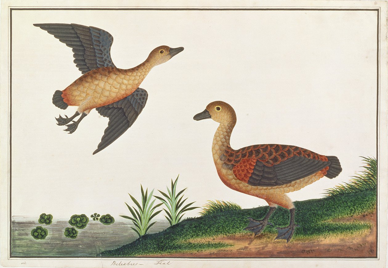 Lesser Treeduck, z Drawings of Birds from Malacca, c.1805-18 (wc na papíře) od Chinese School