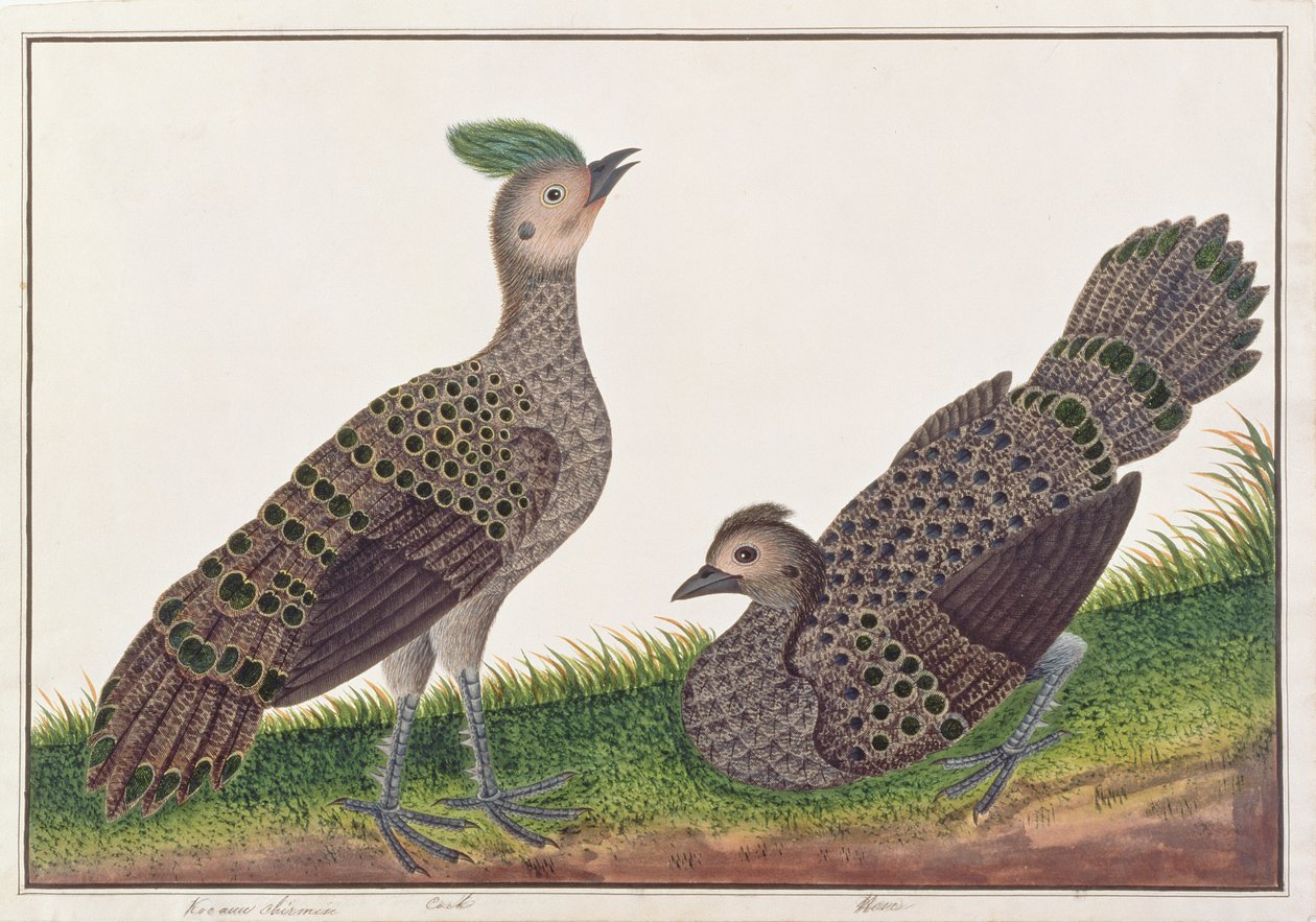 Malayan Peacock-bažanti, z kresby ptáků z Malacca, c.1805-18 (wc na papíře) od Chinese School