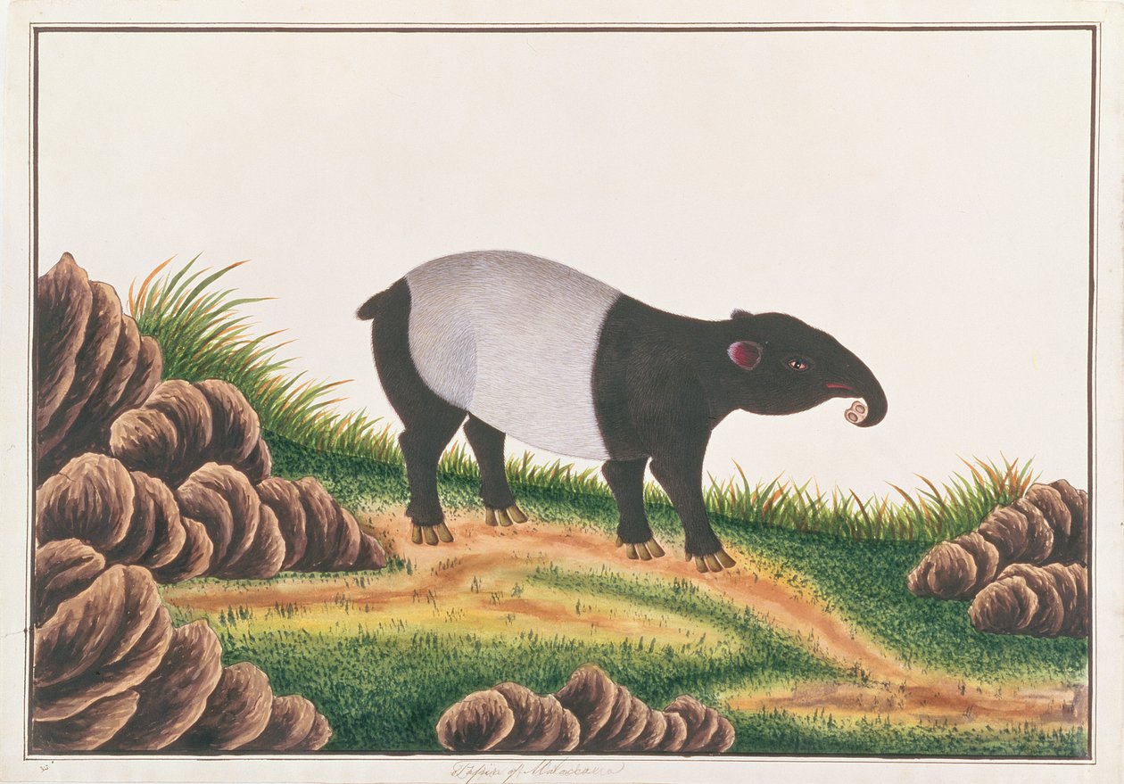 Malajský tapír, z kreseb zvířat, hmyzu a plazů z Malacca, kolem 1805-18 (wc a kvaš na papíře) od Chinese School