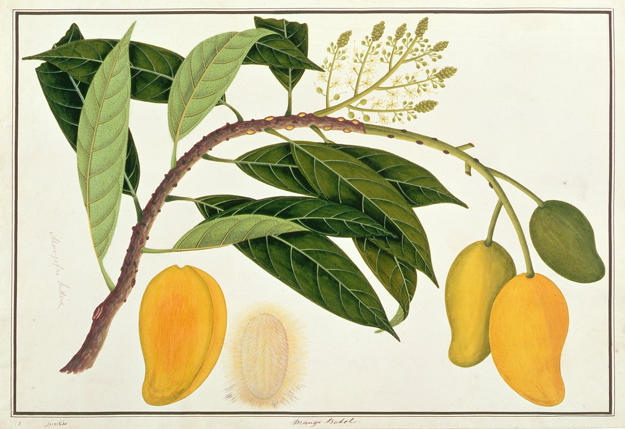 Mango Bodol, from Drawings of Plants from Malacca, c.1805-18 (wc on paper) od Chinese School
