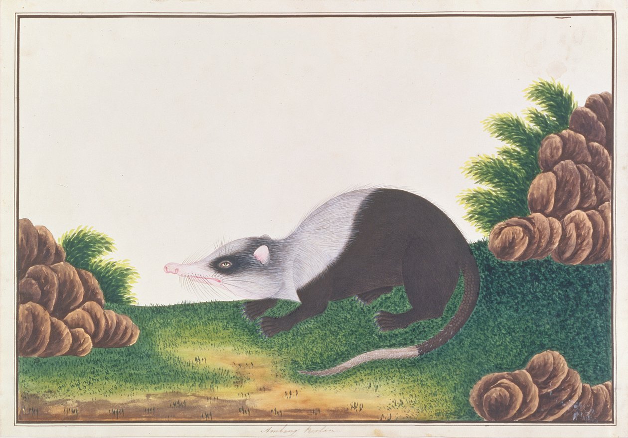 Moonrat, z kreseb zvířat, hmyzu a plazů z Malacca, kolem 1805-18 (wc a kvaš na papíře) od Chinese School