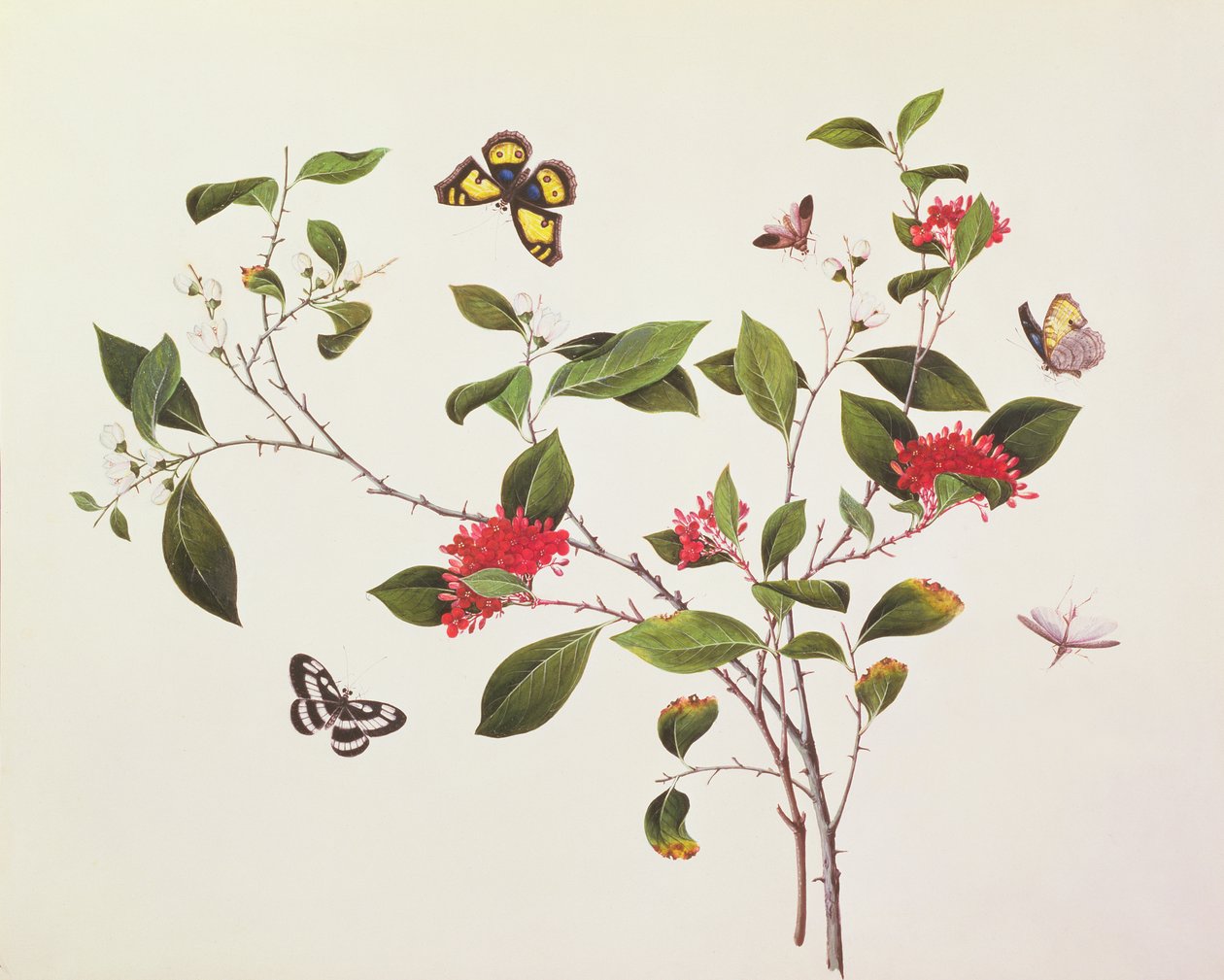 Plant Study with Butterflies and Insects, c.1800 od Chinese School