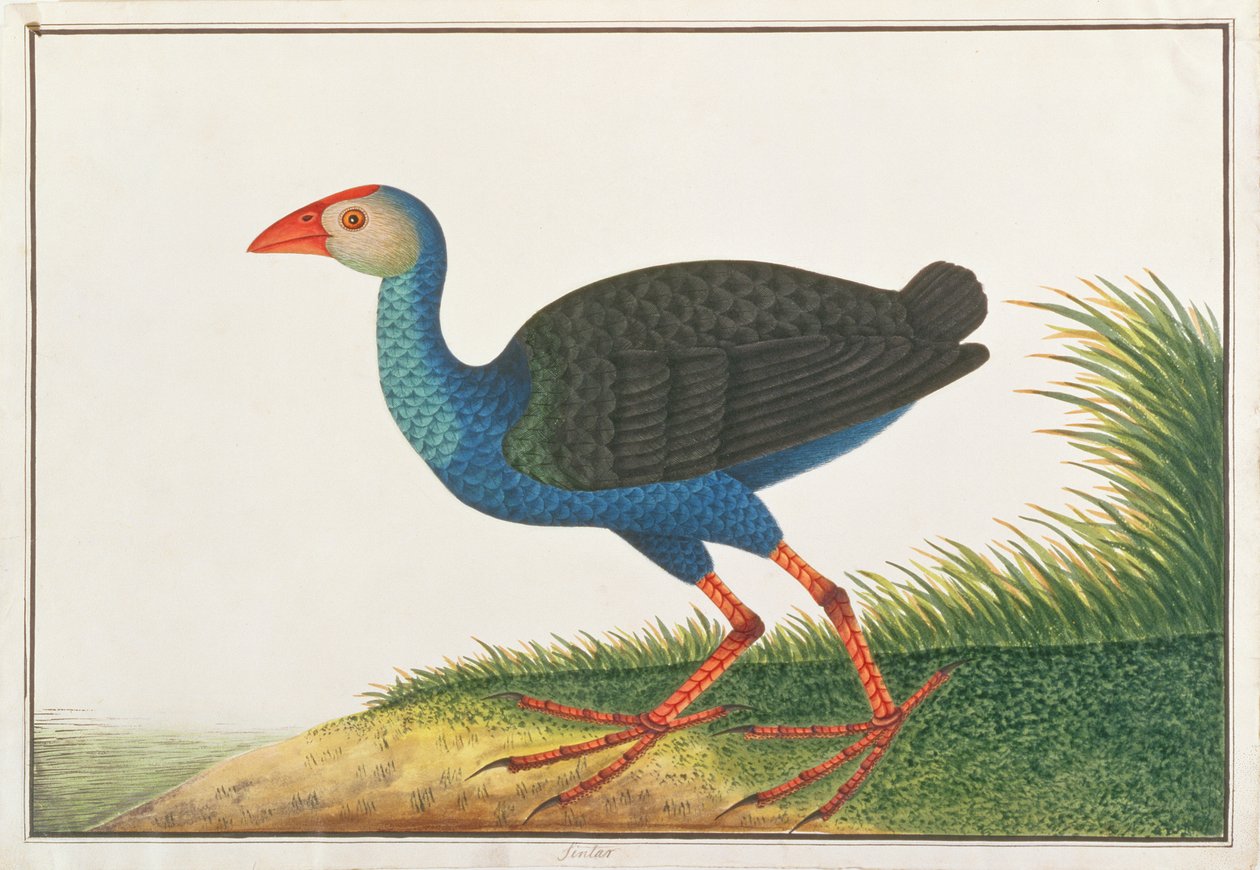 Purple Swamphen, z Drawings of Birds from Malacca, c.1805-18 (wc na papíře) od Chinese School
