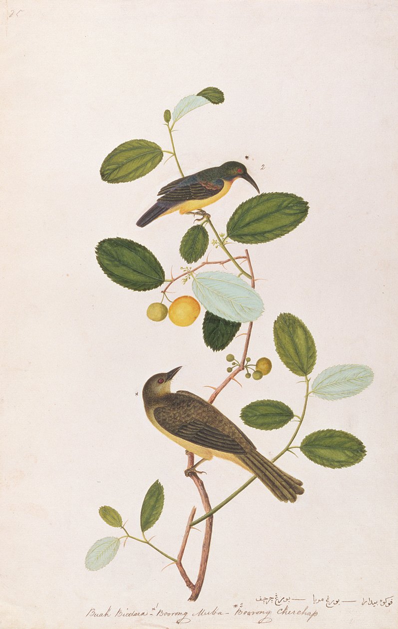 Slunečník rudohrdlý a Bulbul červenooký, z kresby ptáků z Malacca, kolem 1805-18 (wc na papíře) od Chinese School