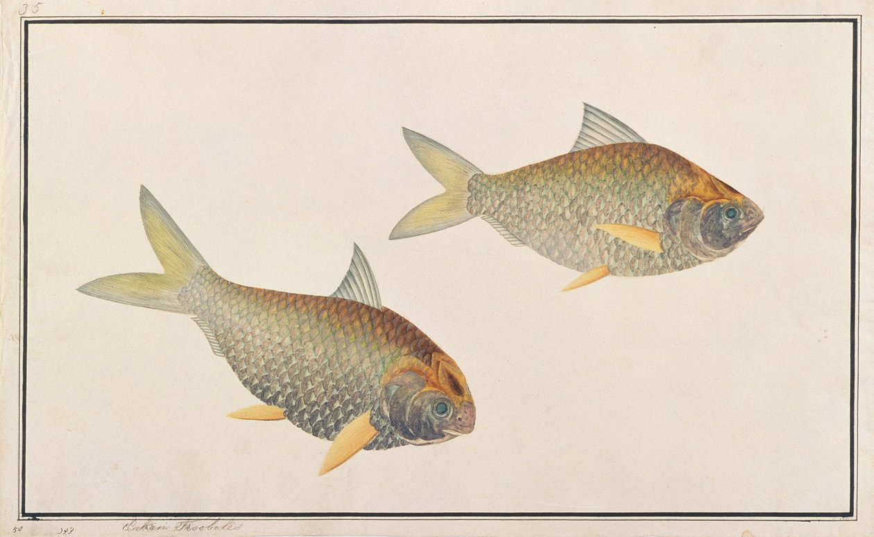 Shad, z Drawings of Fishes from Malacca, c.1805-18 (wc na papíře) od Chinese School