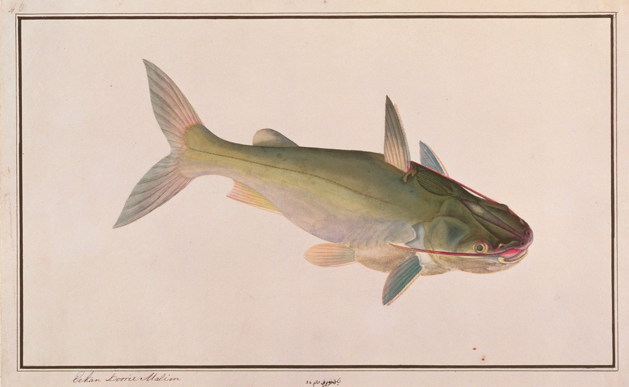 Soldier Catfish, from Drawings of Fishes from Malacca, c.1805-18 (wc na papíře) od Chinese School