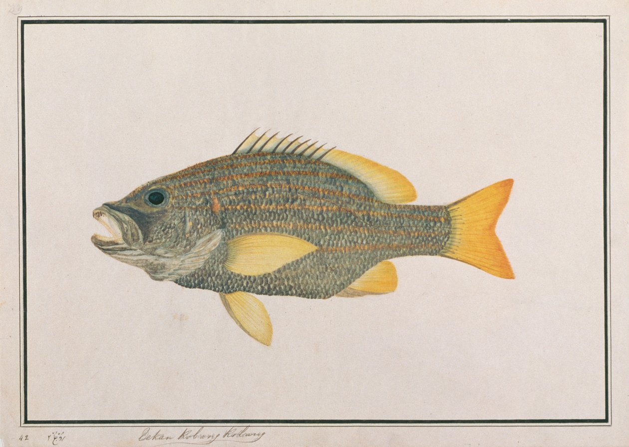 Spanish Flag Snapper, od Drawings of Fishes from Malacca, c.1805-18 (wc na papíře) od Chinese School