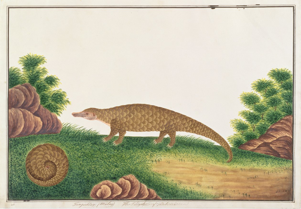 Sunda Pangolin, z kreseb zvířat, hmyzu a plazů z Malacca, kolem 1805-18 (wc a kvaš na papíře) od Chinese School