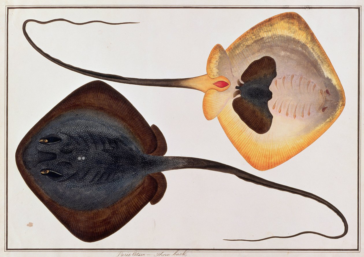 Thorn Back Fish, Parie Eetam, from Drawings of Fishes from Malacca, c.1805-18 (wc na papíře) od Chinese School