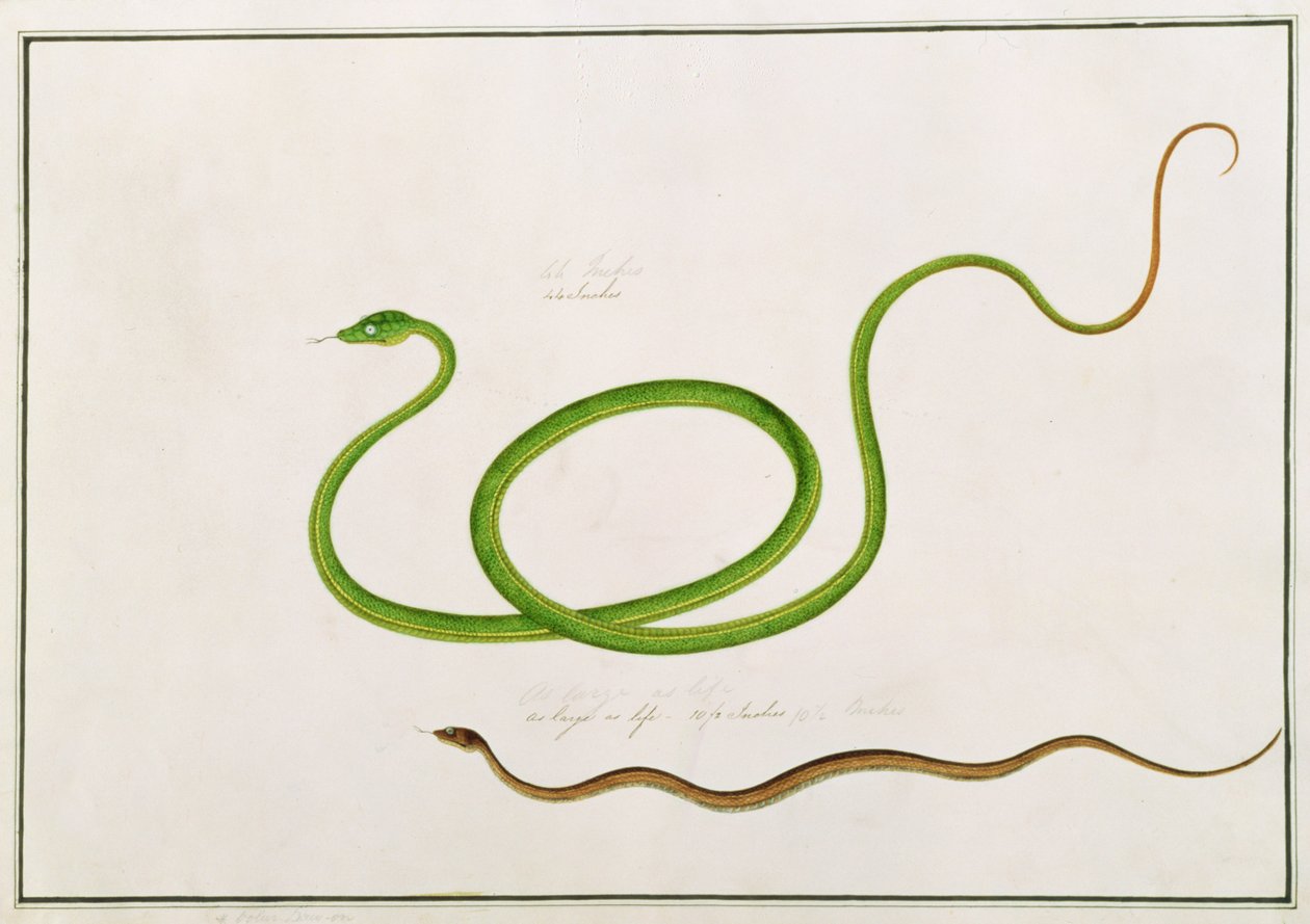 Volun Daw-on, z kreseb zvířat, hmyzu a plazů z Malacca, kolem 1805-18 (kvaš a wc na papíře) od Chinese School