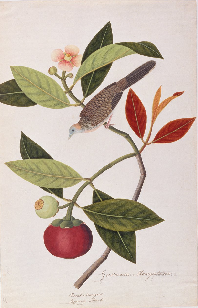 Zebra Dove, z výkresů ptáků z Malacca, kolem 1805-18 (wc na papíře) od Chinese School