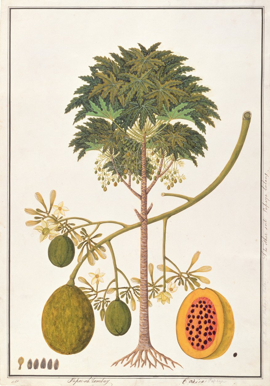 dapai-ah Tambay nebo Carica, z výkresů rostlin z Malacca, kolem 1805-18 (wc na papíře) od Chinese School