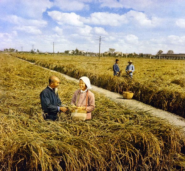 Radost z úrody, komunistická Čína od Chinese Photographer