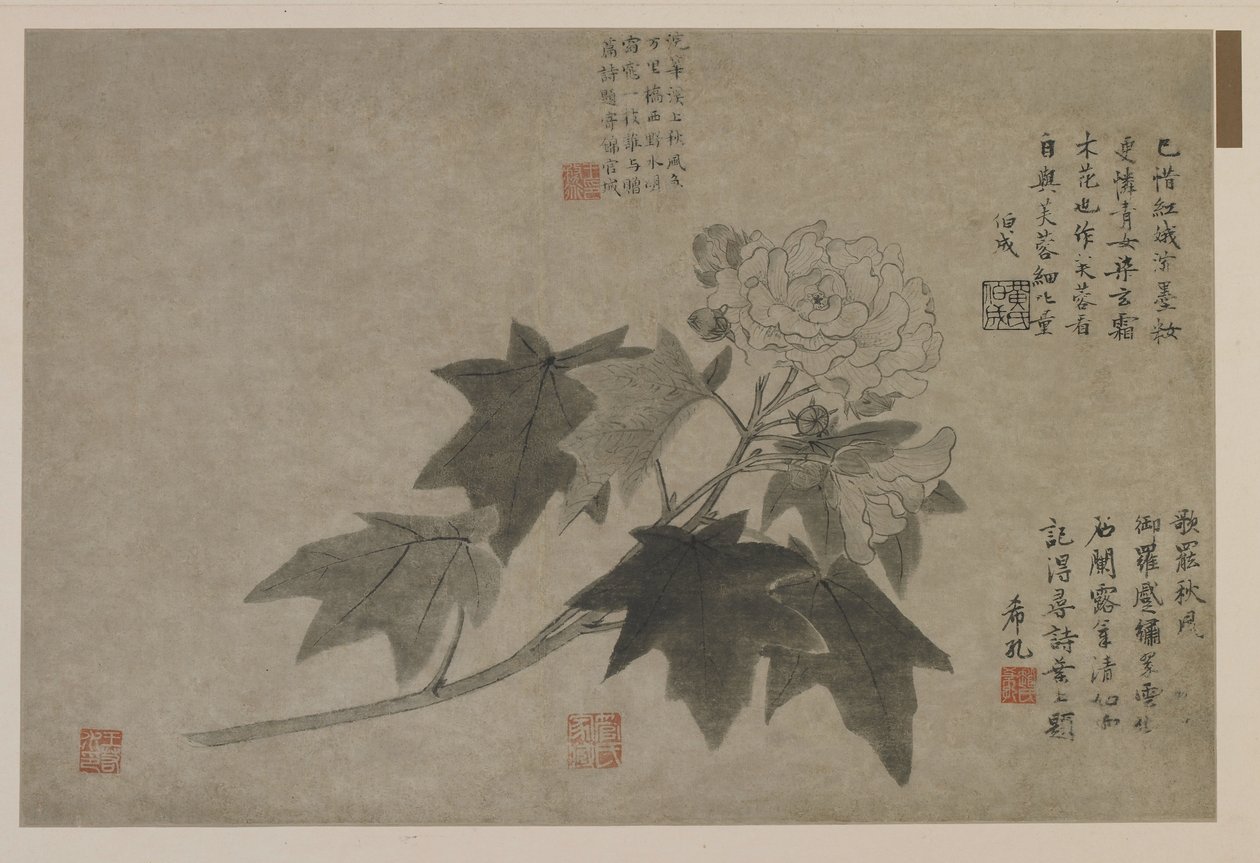 Větev dřevěné pivoňky, možná dynastie Qing (inkoust na papíře) od Chinese School
