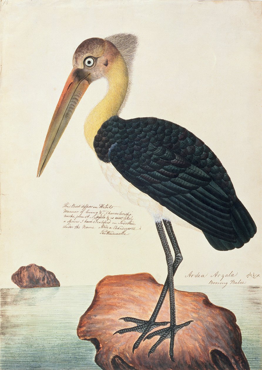 Ardea Argala, z Kresby ptáků z Malacca, kolem 1805-18 (wc na papíře) od Chinese School