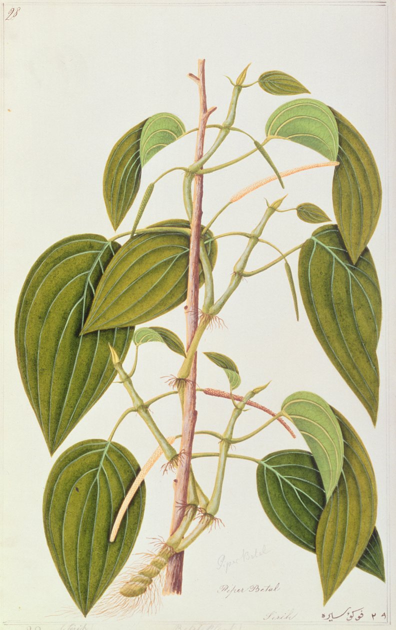 Betel Leaf, z padesáti pěti kreseb léčivých rostlin z Malacca, svazek 1, c.1805-18 (wc na papíře) od Chinese School