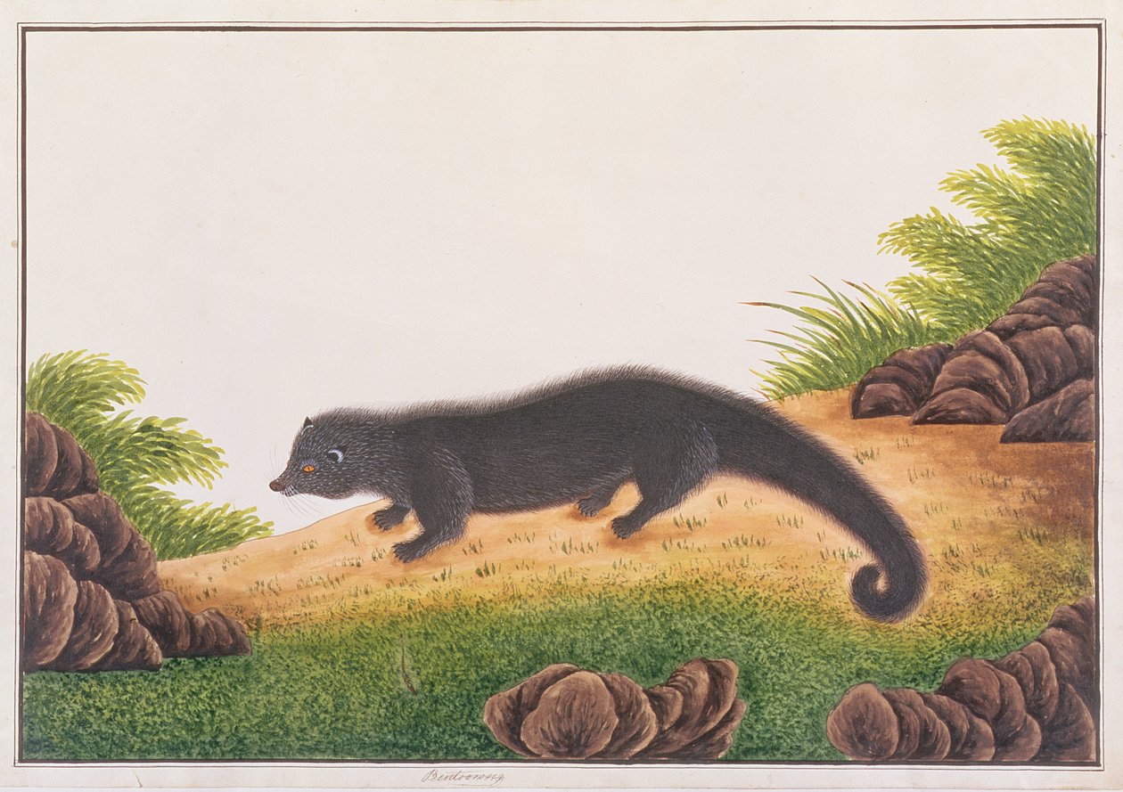 Binturong, z kreseb zvířat, hmyzu a plazů z Malacca, kolem 1805-18 (wc a kvaš na papíře) od Chinese School