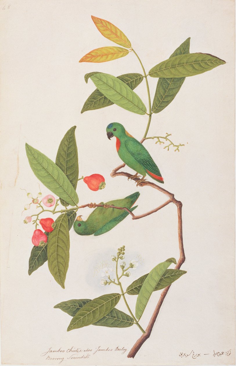 Závěsný papoušek modrokorunovaný, z kresby ptáků z Malacca, kolem 1805-18 (wc na papíře) od Chinese School