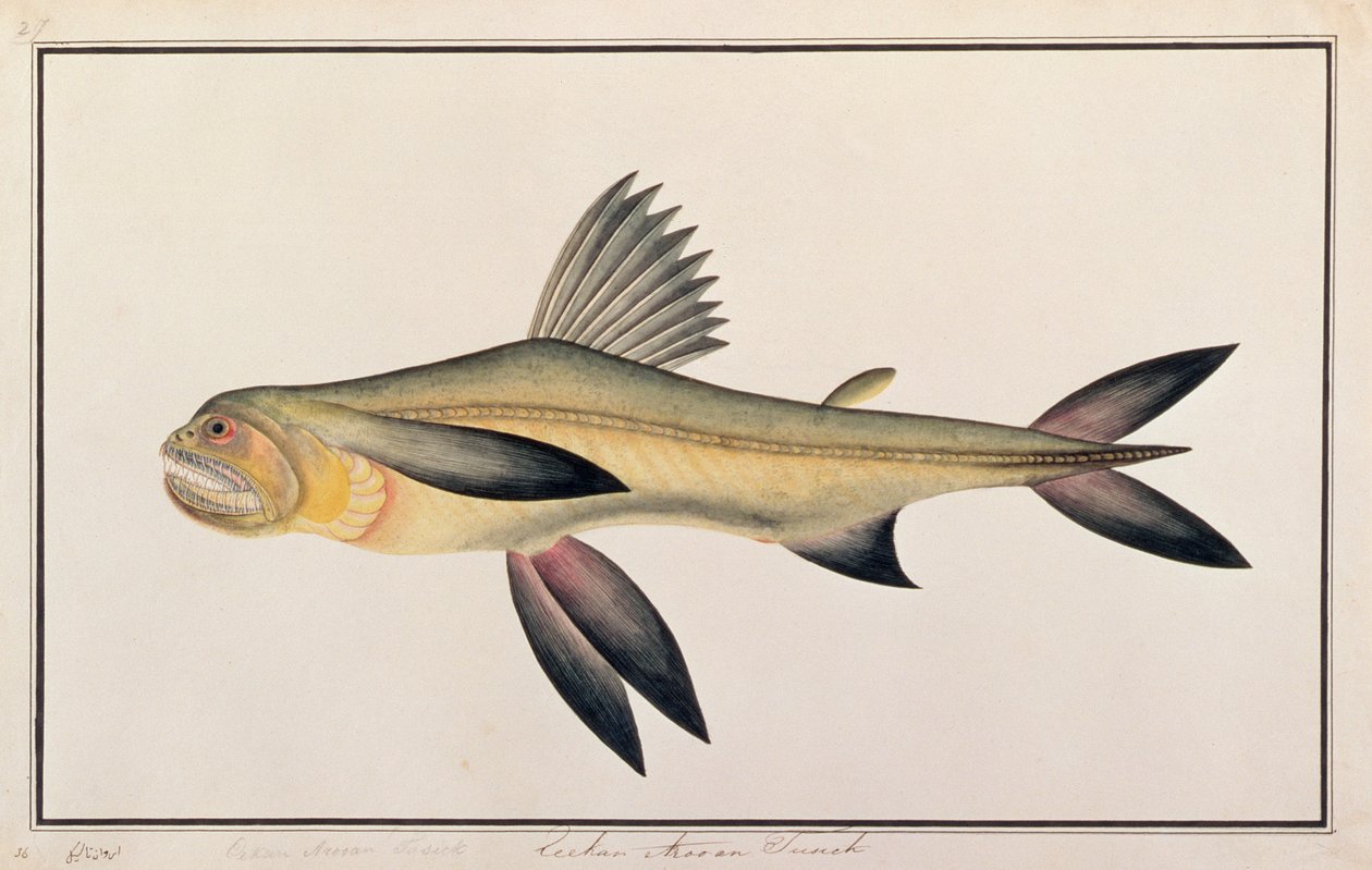 Bombay Duck, from Drawings of Fishes from Malacca, c.1805-18 (wc na papíře) od Chinese School